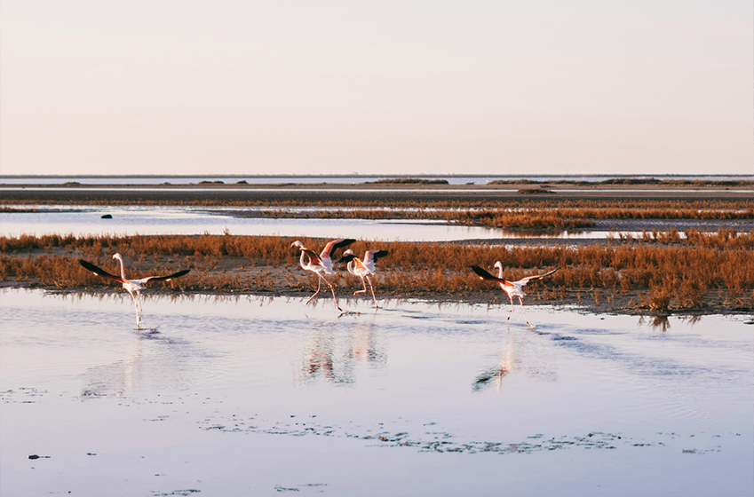 La Camargue : nature sauvage, chevaux et flamants roses